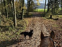 Okami Reitbegleiter  Bes.: Sändy Rechsteiner